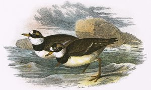 Pluvier à collier - English School
