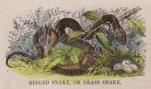 Serpent annele ou couleuvre