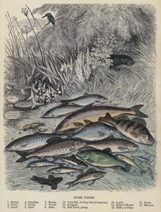 Poissons de rivière - English School