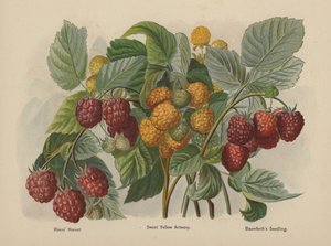 Rivers Hornet, Sweet Yellow Antwerp, Baumforths Seedling - English School