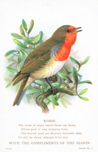 Rouge-gorge chantant sur une branche, carte de Noël - English School