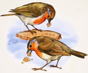 Rouges-gorges mangeant un morceau de pain - English School