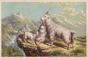 Chèvre des montagnes Rocheuses, Aplocerus Montanus (litho en couleur) - English School