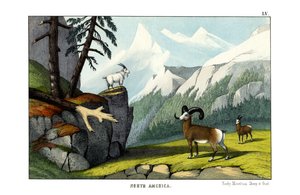 Mouton des montagnes Rocheuses - English School