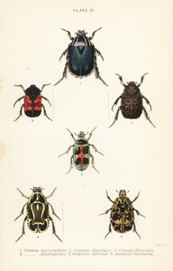 Coléoptères cétoines : Cetonia fascicularis 1, Heterorhina macleayi 2, Gametoides subfasciata 3, coléoptère violoniste, Eupoecila australasiae 4, Gymnetis hieroglyphica 5 et Gymnetis marmorea 6