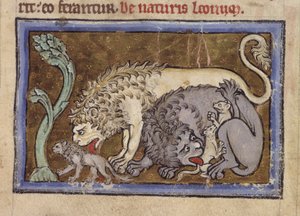 Lions, du 