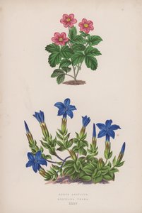 Ronce Arctique ; Gentiane Printanière (lithographie en couleur)