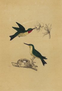 Colibri à gorge rubis