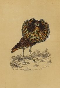 Combattant varié - English School