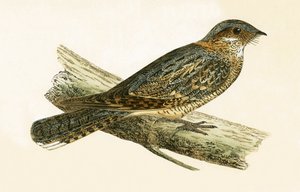 Engoulevent à cou roux, illustration de 