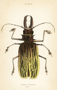 Coléoptère longicorne à dents de sabre, Macrodontia cervicornis (Prionus cervicornis) - English School