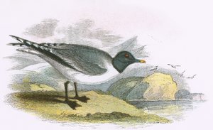 Mouette de Sabine - English School