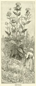 Fleur de safran (gravure)