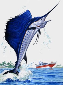 Poisson-voile - English School