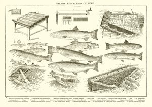 Saumon et culture du saumon - English School