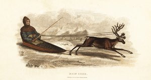 Lapon sami dans un traîneau tiré par un renne, Rangifer tarandus - English School