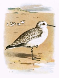 Bécasseau sanderling
