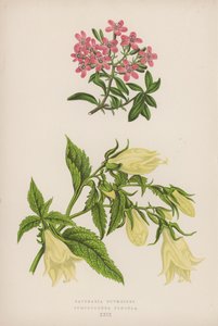 Saponaria Ocymoides; Symphyandra Pendula