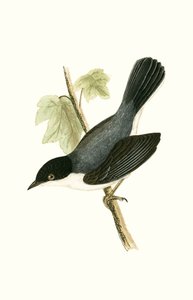 Fauvette sarde, illustration de 