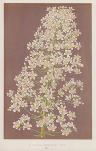 Saxifraga Longifolia Vera (lithographie en couleur) - English School