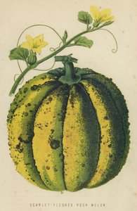 Melon à chair écarlate - English School