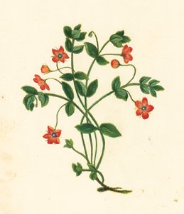 Mouron rouge, Anagallis Arvensis - English School