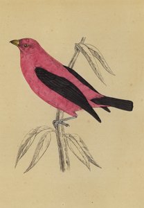 Tangara écarlate