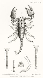 Scorpions de la Somalie, illustration de The Hope Reports, Vol. II, 1897-1900, édité par Edward B. Poulton, Oxford, 1901 - English School