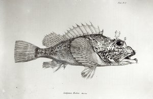 Poisson-scorpion, planche 8 de 