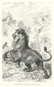 Le missionnaire écossais David Livingstone attaqué par un lion en Afrique - English School