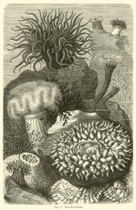 Anémones de mer - English School