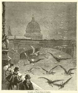 Mouettes, une scène d