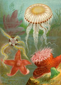 Méduses et étoiles de mer - English School