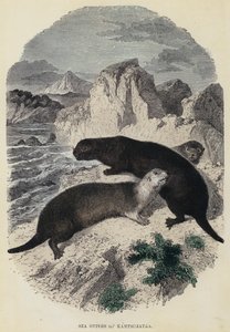 Loutres de mer du Kamtchatka - English School