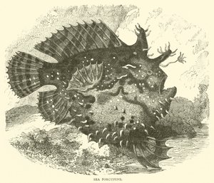 Porc-épic de mer - English School