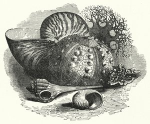 Coquillages