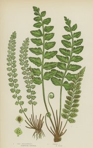 Asplénium de mer, asplénium vert - English School
