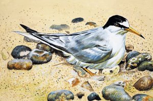 Oiseau de mer (Huîtrier) - English School