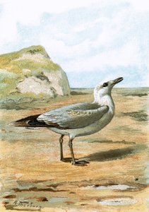 Mouette - English School