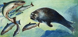 Phoque et poisson
