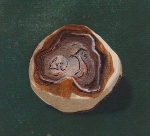 Galet de bord de mer - English School