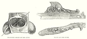 Organe sécréteur de la civette, dents de la civette (gravure) - English School