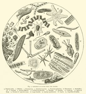 Sédiment de l