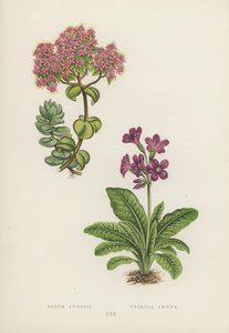 Sedum Ewersii; Primula Amoena (lithographie en couleur) - English School