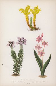 Sedum Sexangulare; Menziesia Caerulea; Scilla Bifolia Rubra - English School