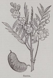 Senna (gravure)