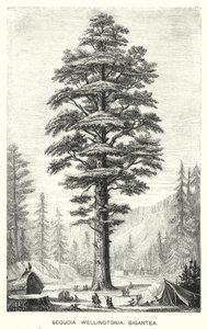 Sequoia (Wellingtonia) Gigantea (gravure) - English School