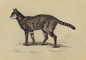 Serval - English School