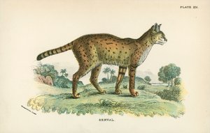Serval - English School
