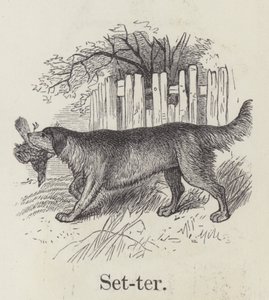 Setter - English School